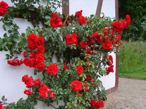 Heirloom Climbing Rose - Red
