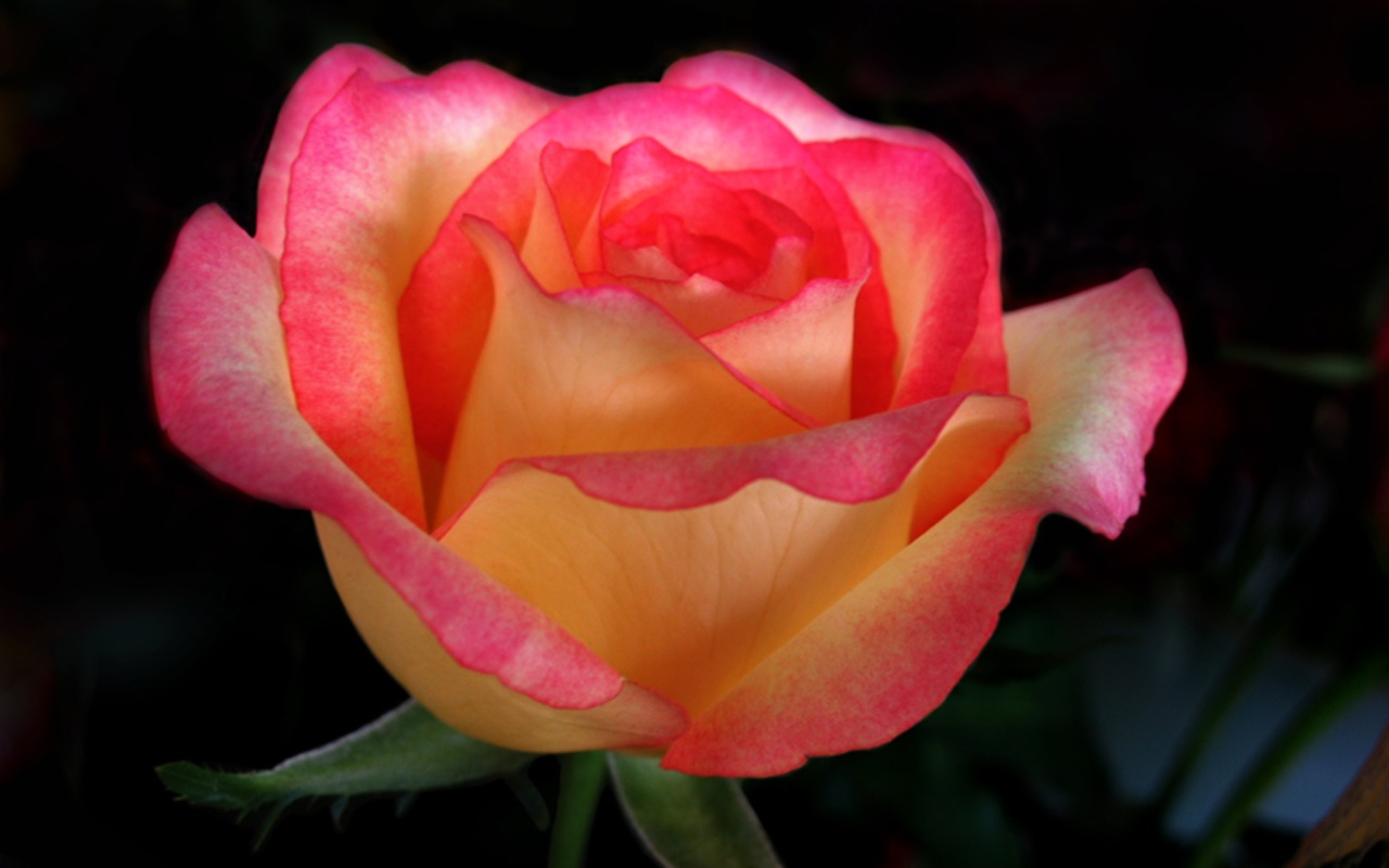 Tea Roses - pink